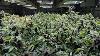 Co2 Increases Yields Why It Is So Important In Sealed Grow Rooms U0026 How Much Should You Use
